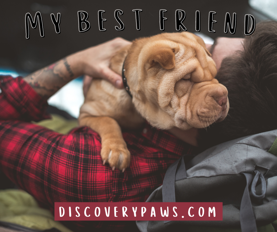 Discovery paws is all about man’s best friend — the furry and lovable dogs.
