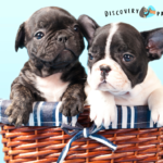 French bulldog - discovery paws