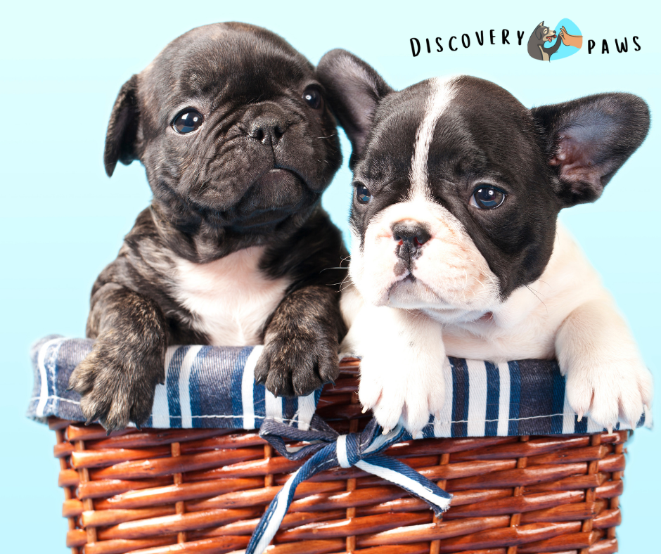 French bulldog - discovery paws
