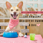 The pawsome reality of owning a dog - discovery paws